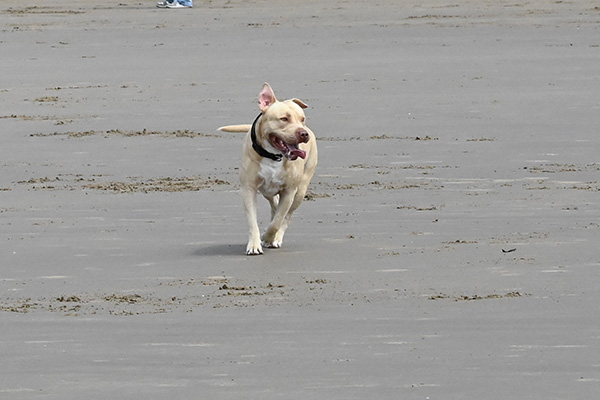 Dog running on beach 2000fps