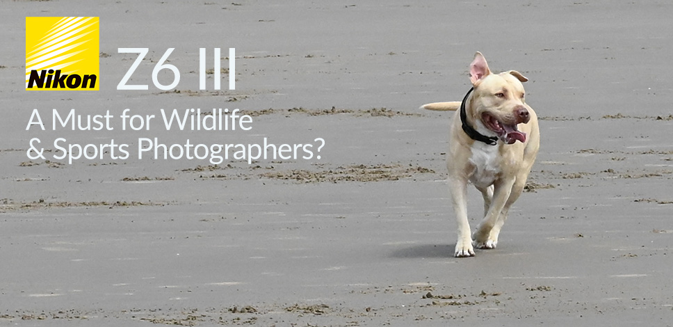 Nikon Z6 III | A Must for Wildlife & Sports Photographers?