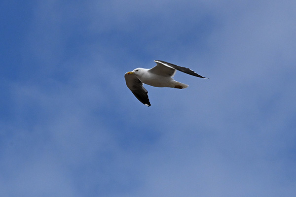 Seagull in Flight 2000fps