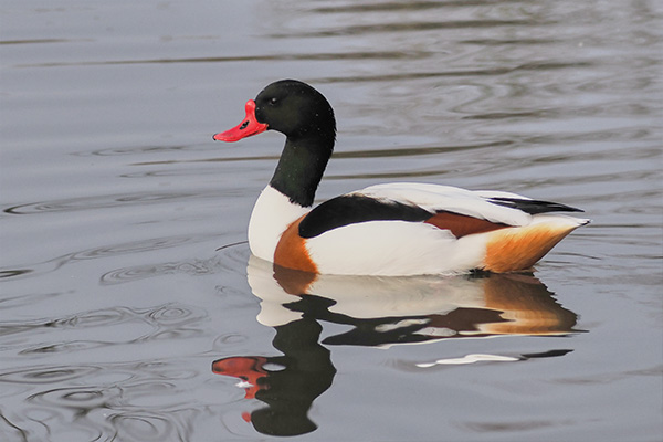 Close up of a duck on water