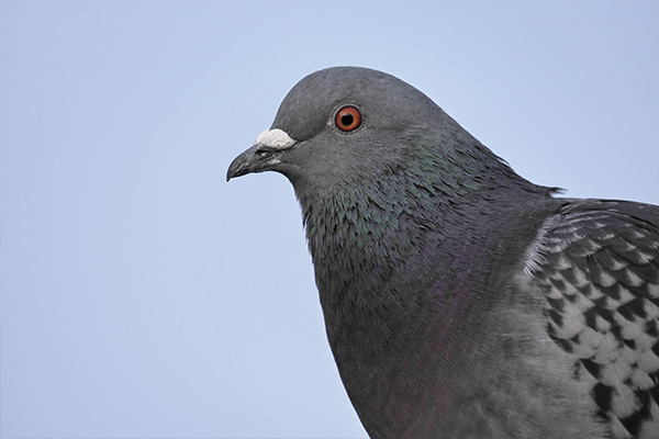 Close up of a pigeon