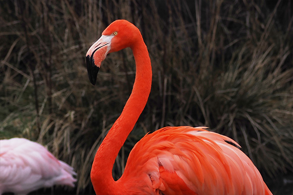 Flamingo chilling