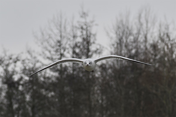 Seagull flying toward camera