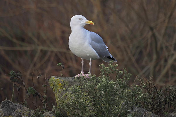 Seagull with nice bokeh