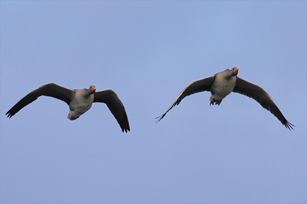 Two geese flying