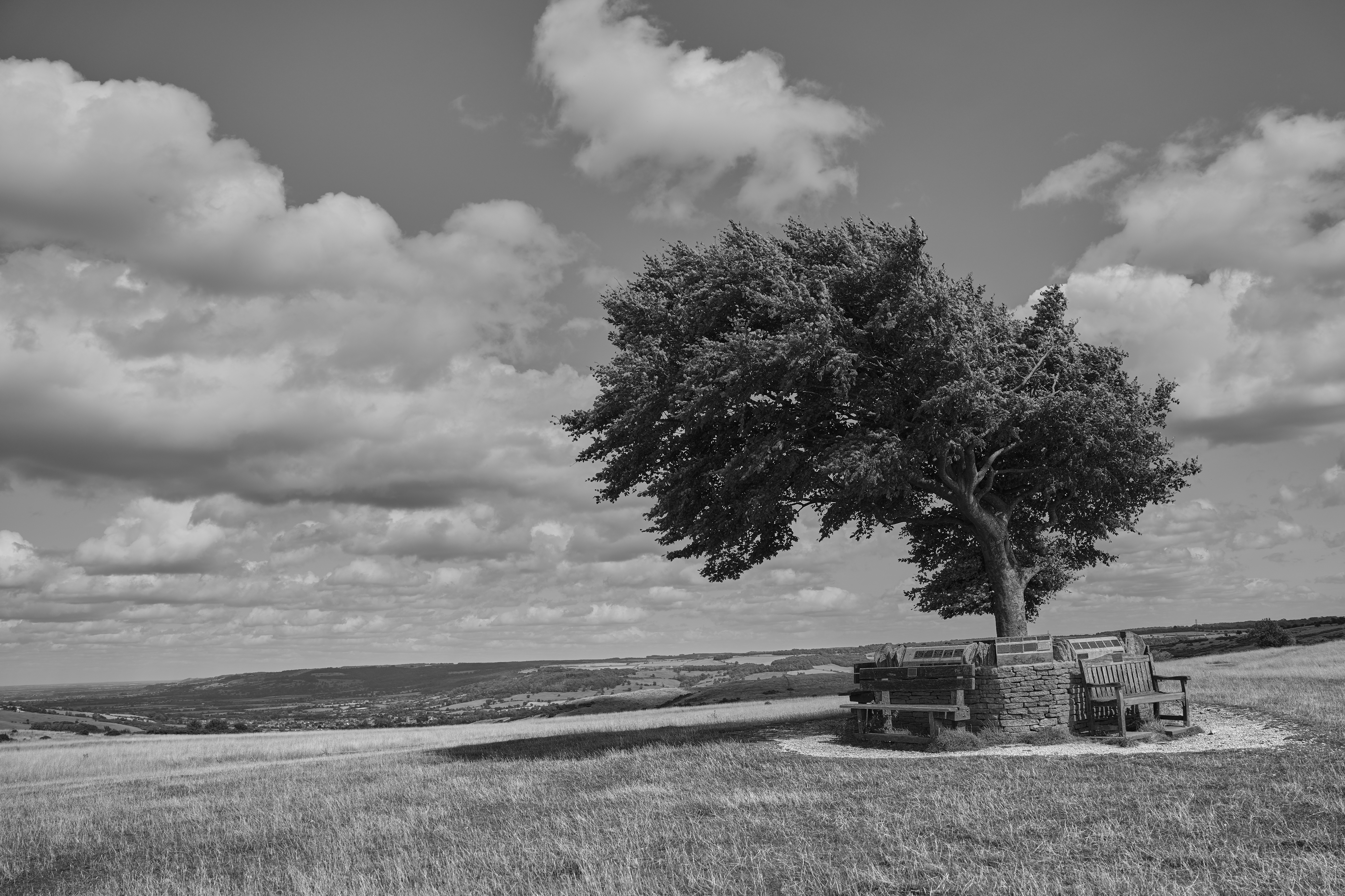 Black and white photo of a tree and bench