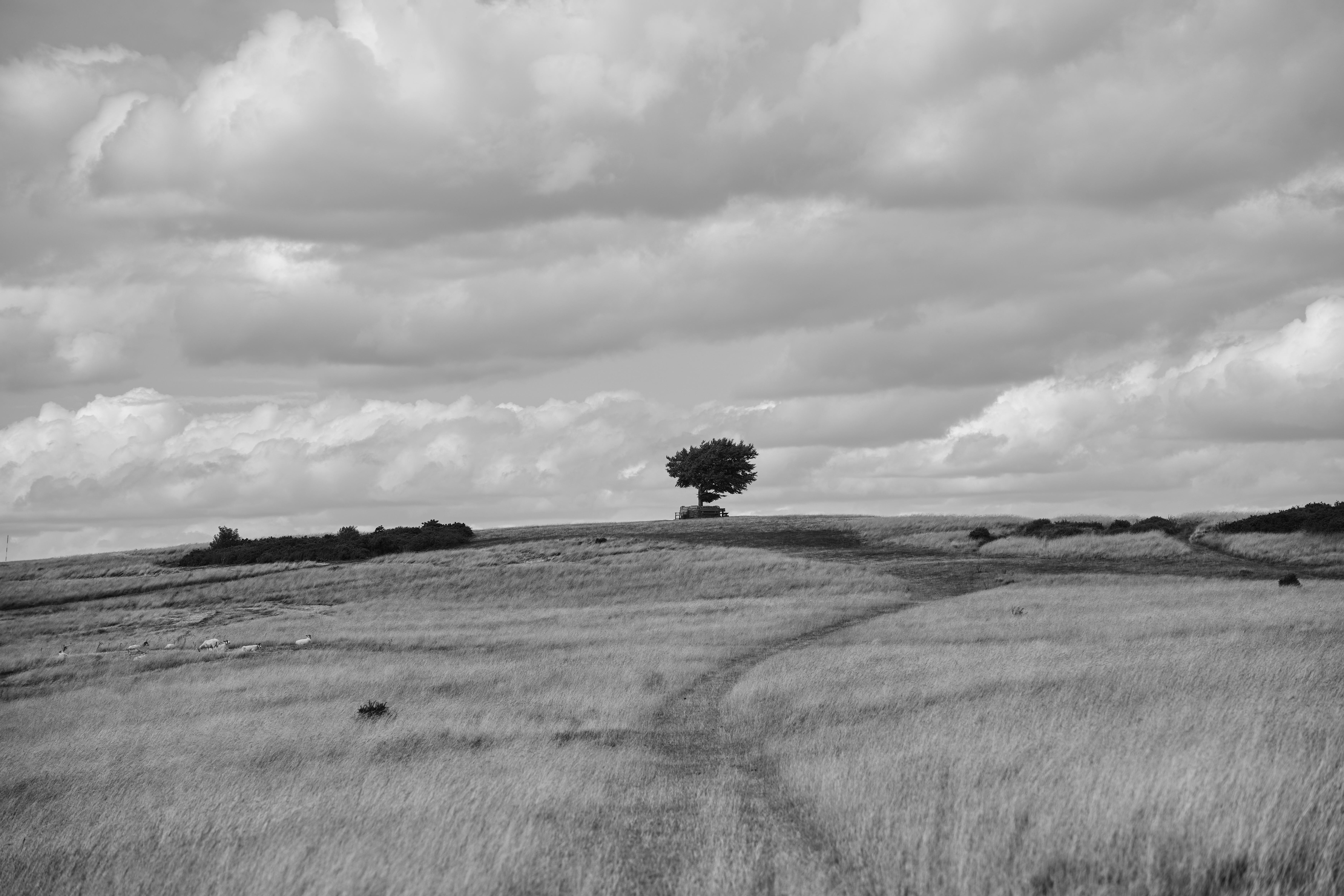 Black and white photo of a tree in the distance