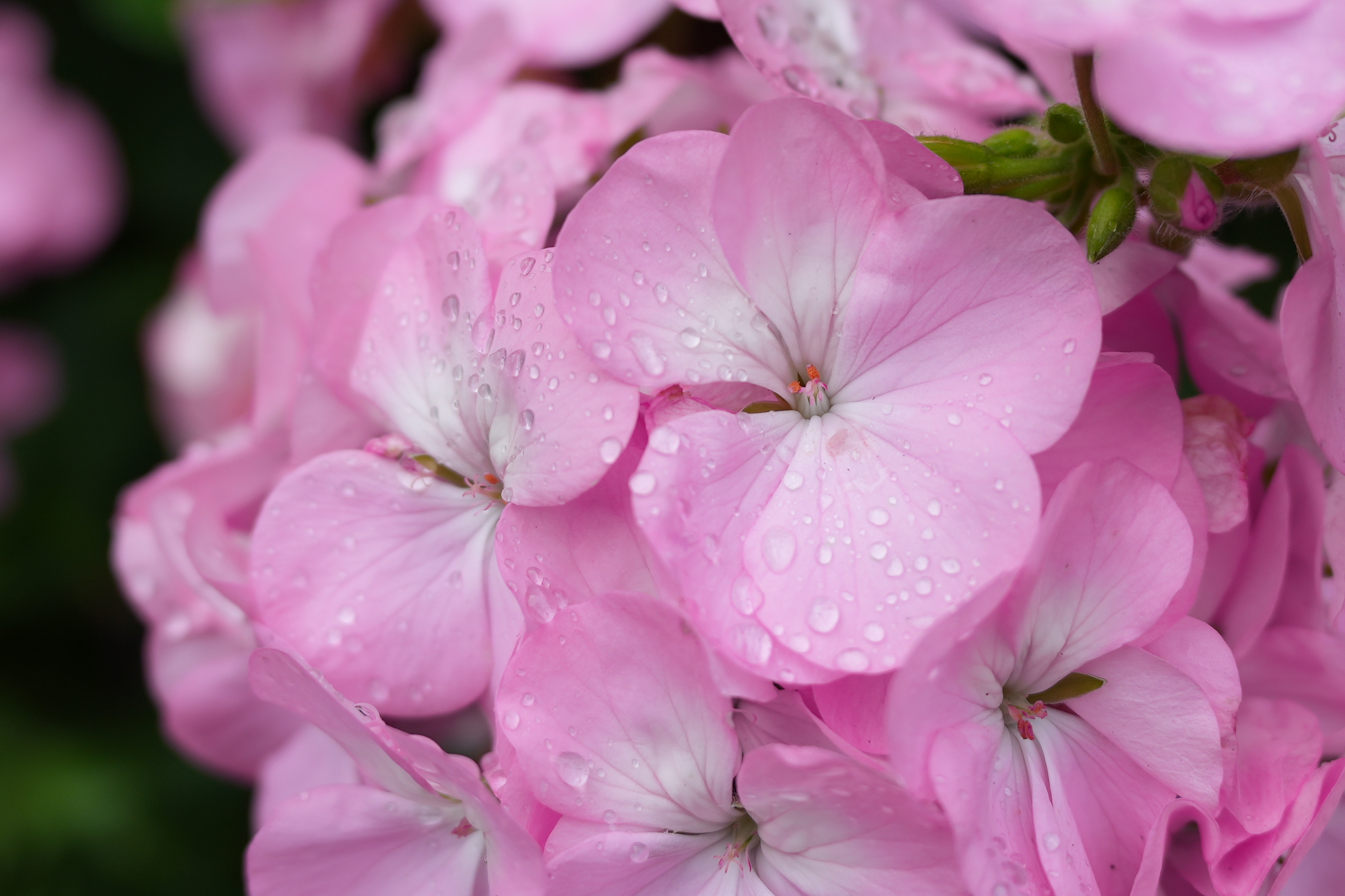 Close up photo of a pink flower covered in rain drops