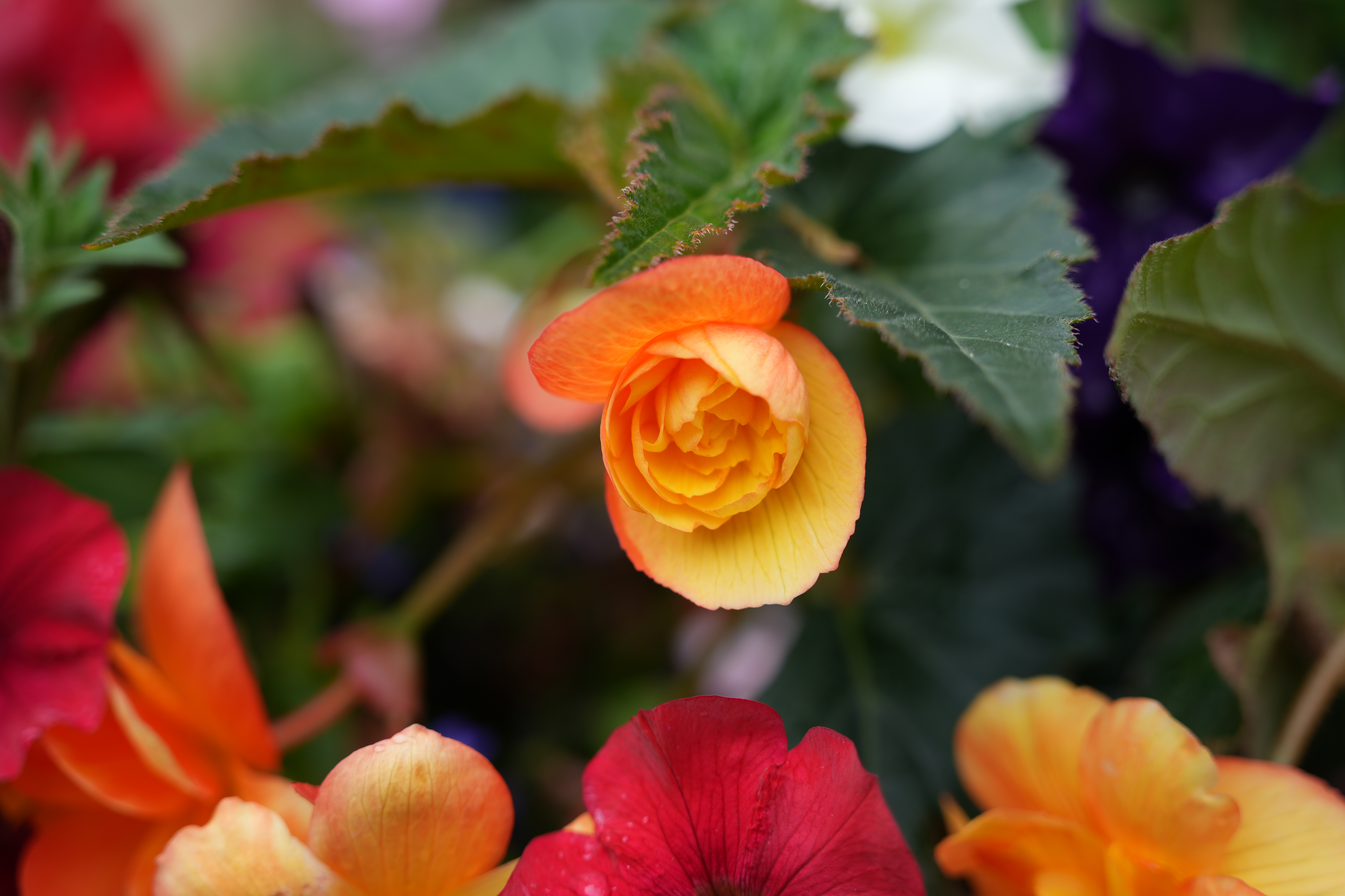 Close up photo of an orange flower