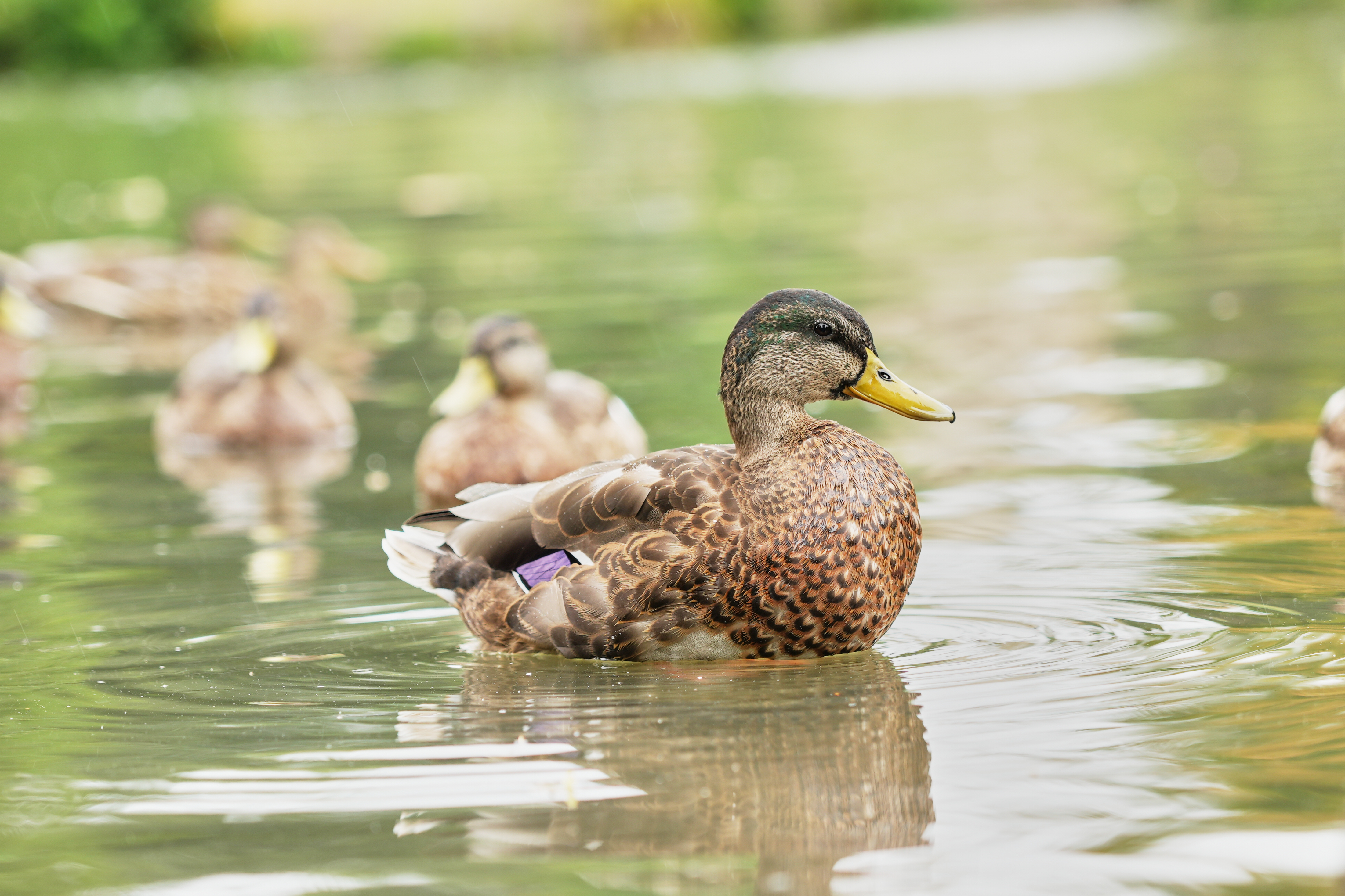 Duck floating on water 2