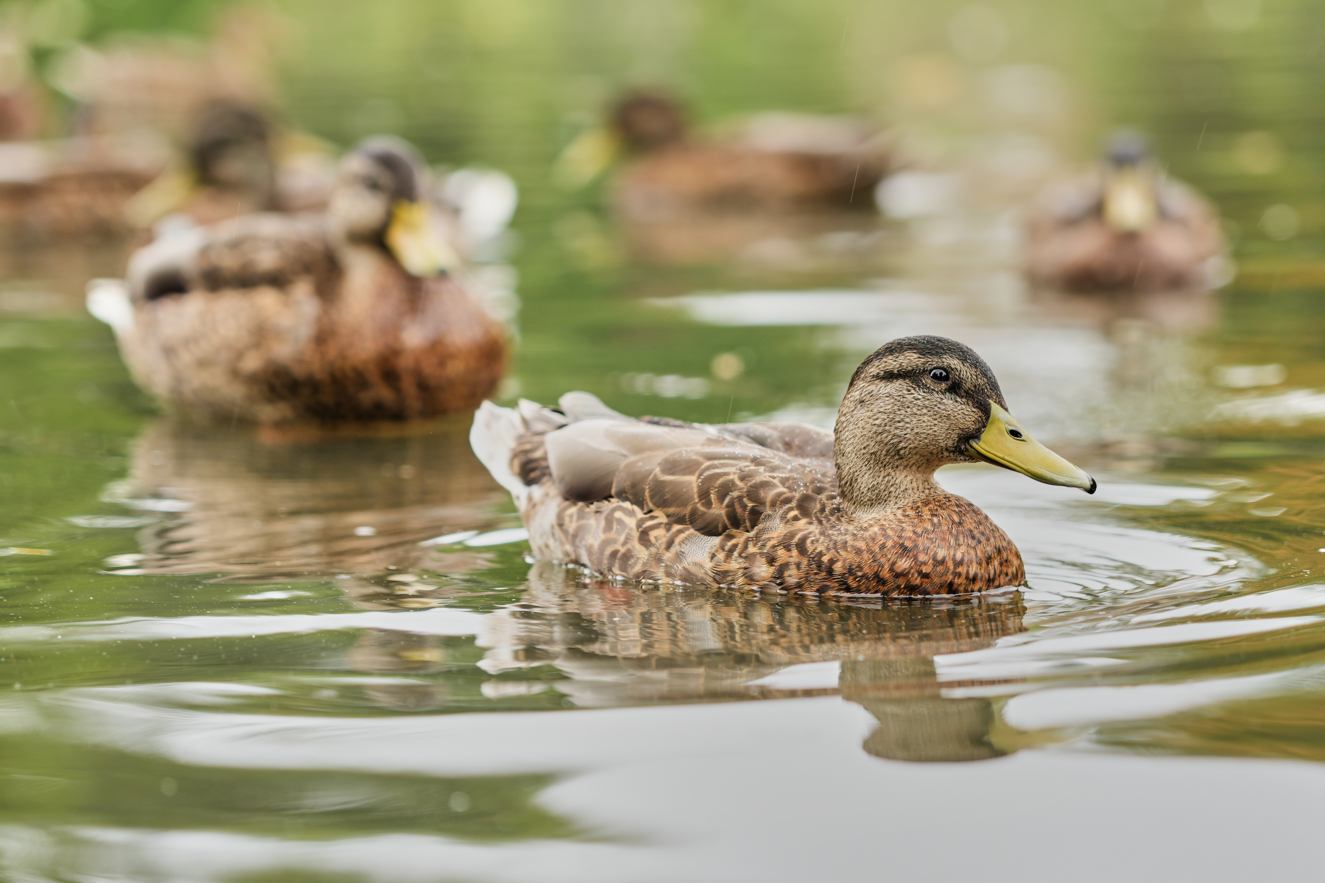 Duck floating on water