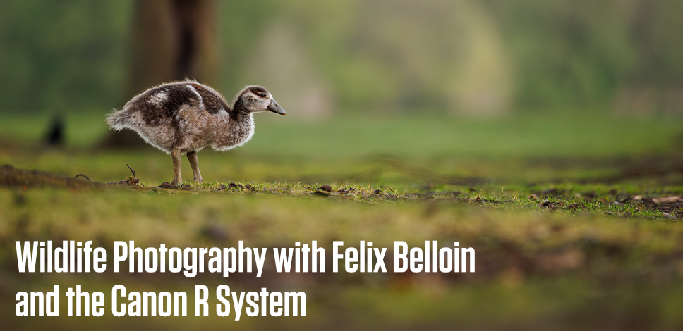 Wildlife Photography with Felix Belloin and the Canon R System