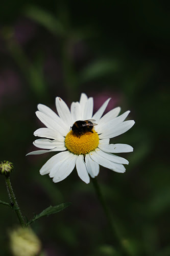 Bee Macro 50mm