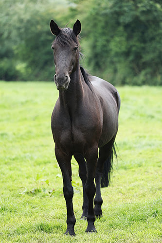 Horse 70-200mm