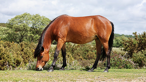 horse grazing