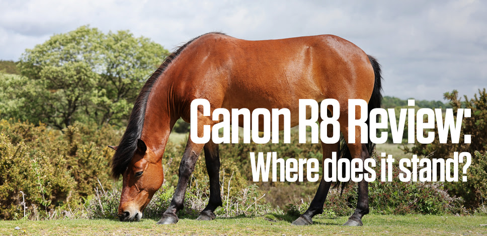 Canon R8 Review: Where does it stand?
