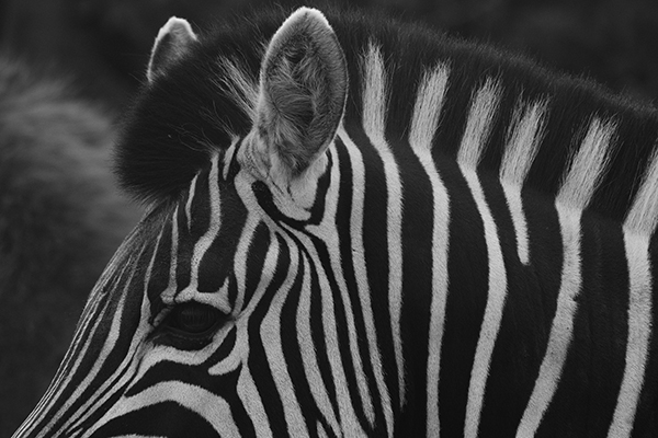 Zebra taken by Fujifilm X-T50