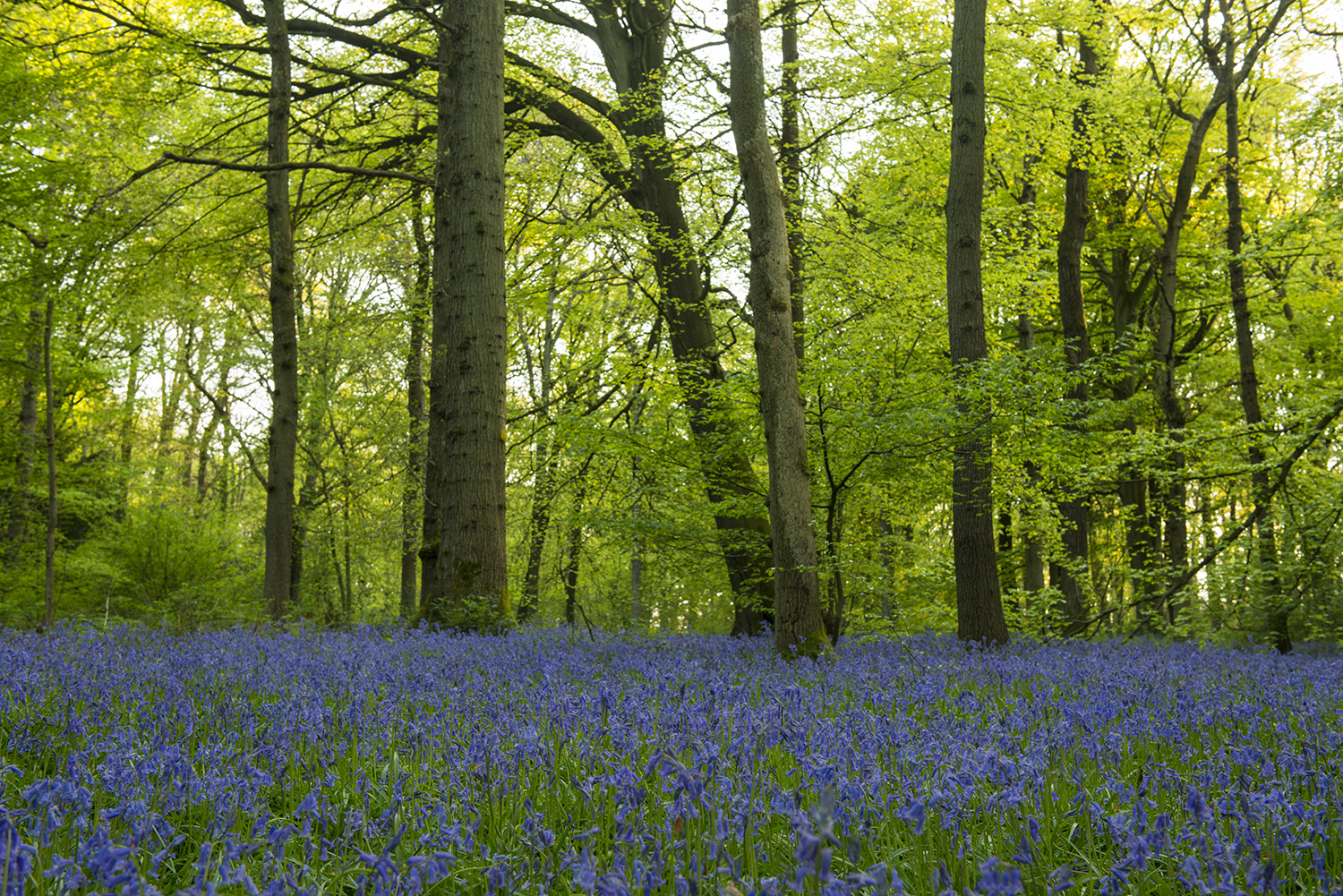 How to shoot Spring flowers