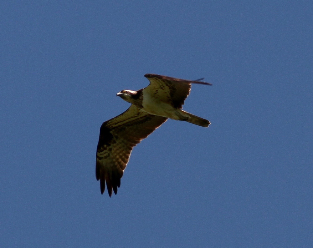 Gordon Hodgson - Osprey