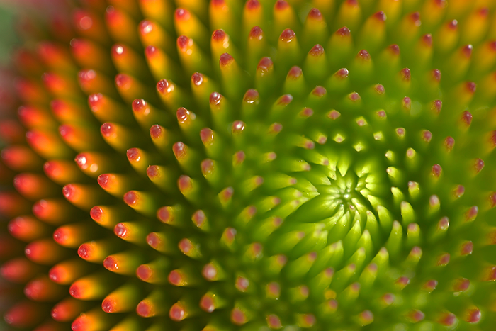 Introduction to Macro Photography