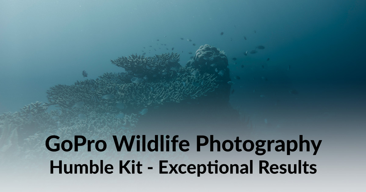 gopro wildlife photography